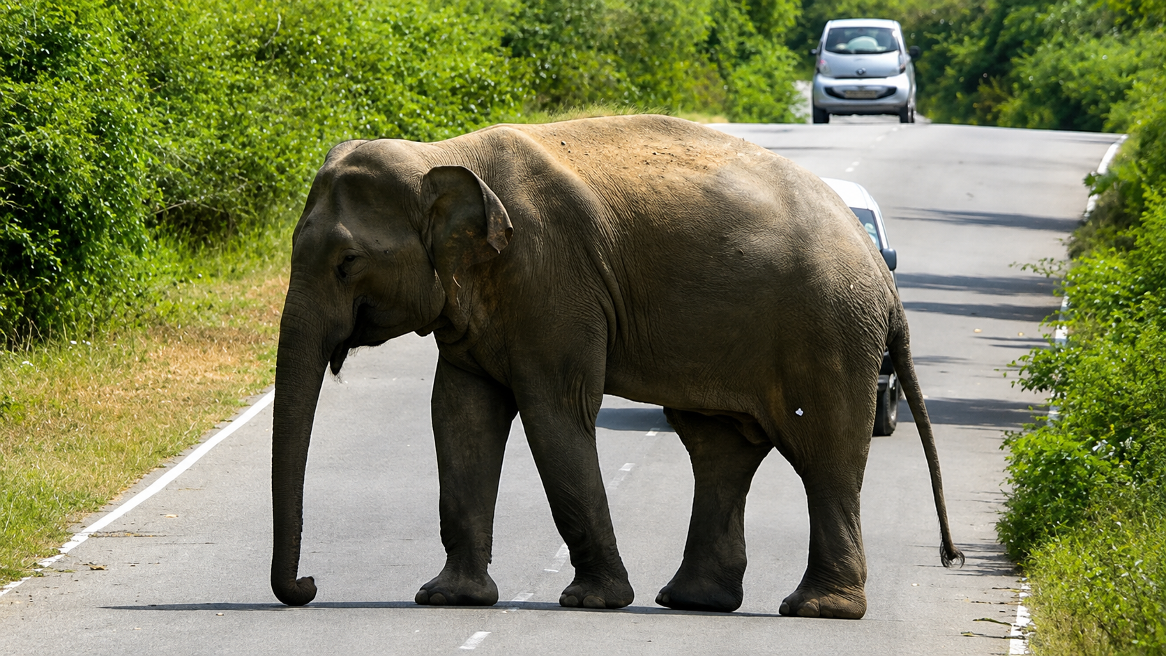 කතරගම-බුත්තල පාරේ වන අලි පහරදීමකින් වන්දනාකරුවන් ගිය බසයක් පෙරළෙයි