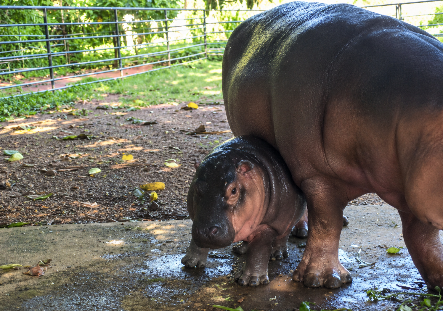 Baby hippo at Dehiwela Zoo named ‘Momo’ after nearly 1,000 suggestions