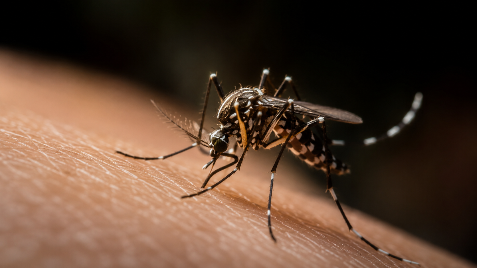 ඩෙංගු රෝගීන් 76,000 පනී : මියගිය 53න් 37ක්ම කාන්තාවන් 