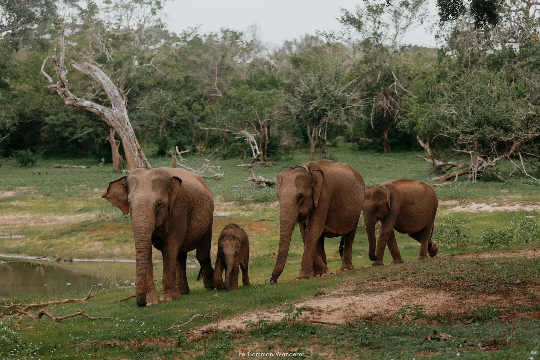 එල්නිනෝ තත්ත්වය නිසා යාල සහ කුමන වනෝද්‍යාන මාසයකට වසා දැමීමට පියවර